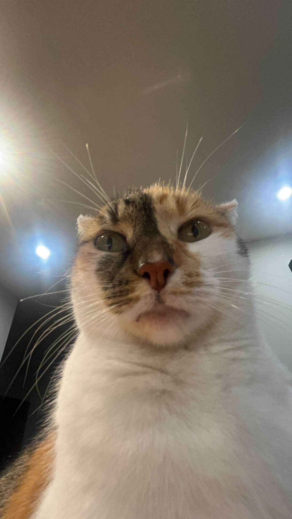 Amir